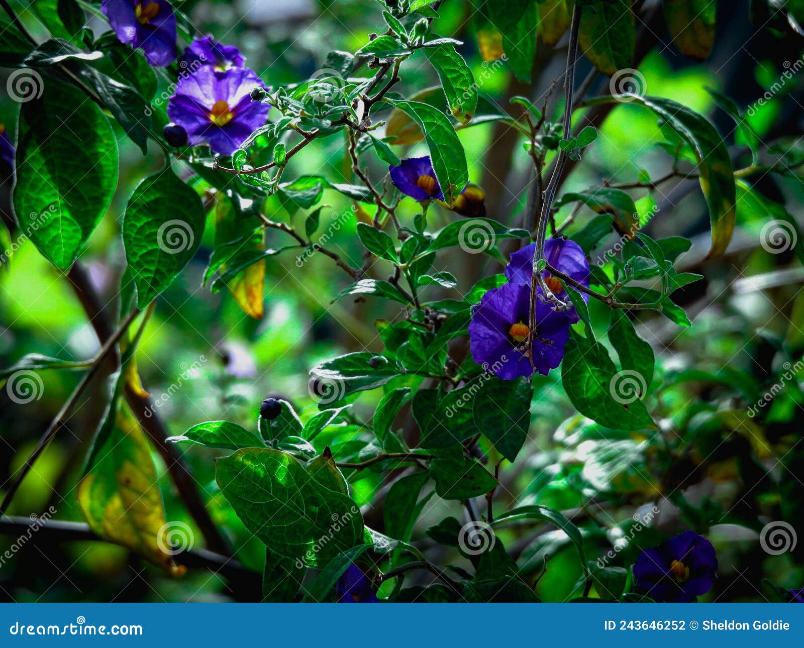 Purple Flowers in the Garden Stock Photo Image of tree, garden 243646252