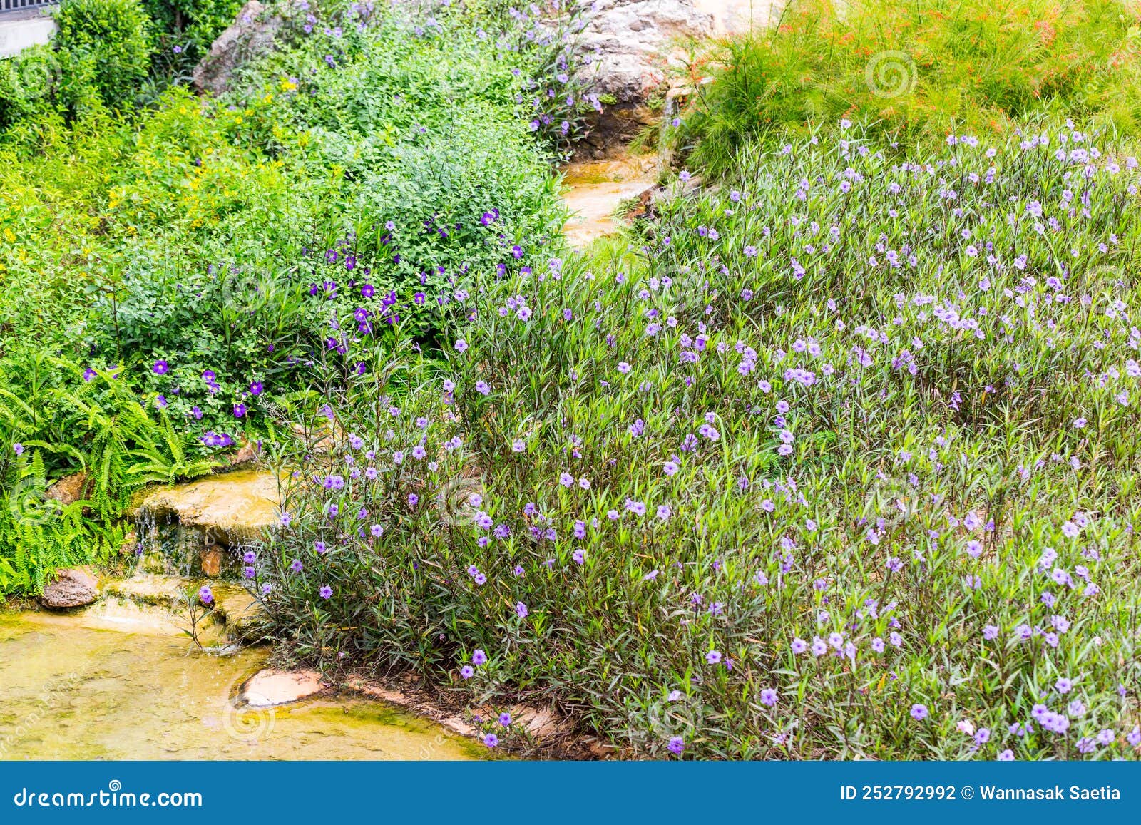Purple flowers garden stock photo. Image of biology 252792992