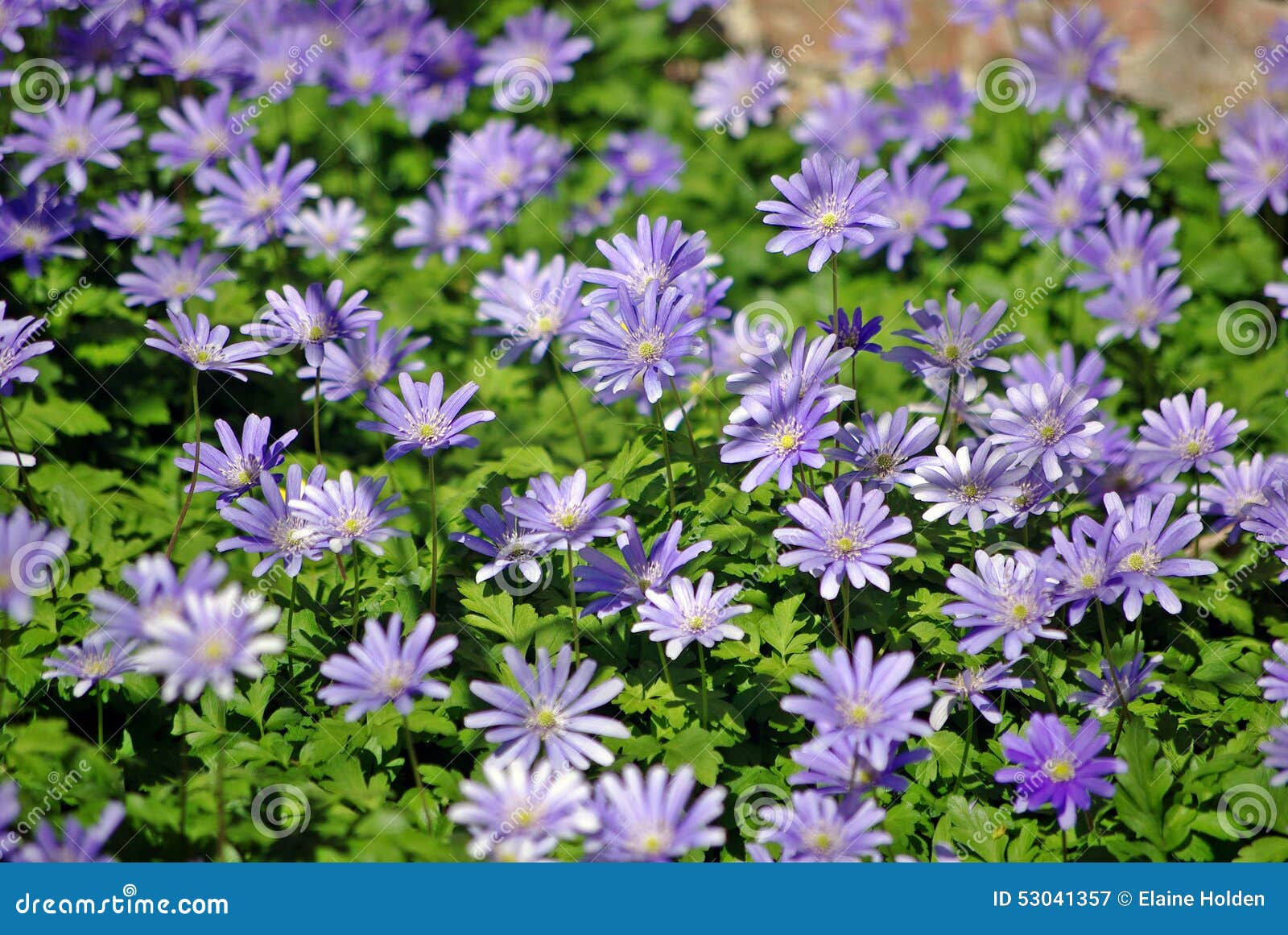 Purple Flowers stock image. Image of flower, purple, garden 53041357