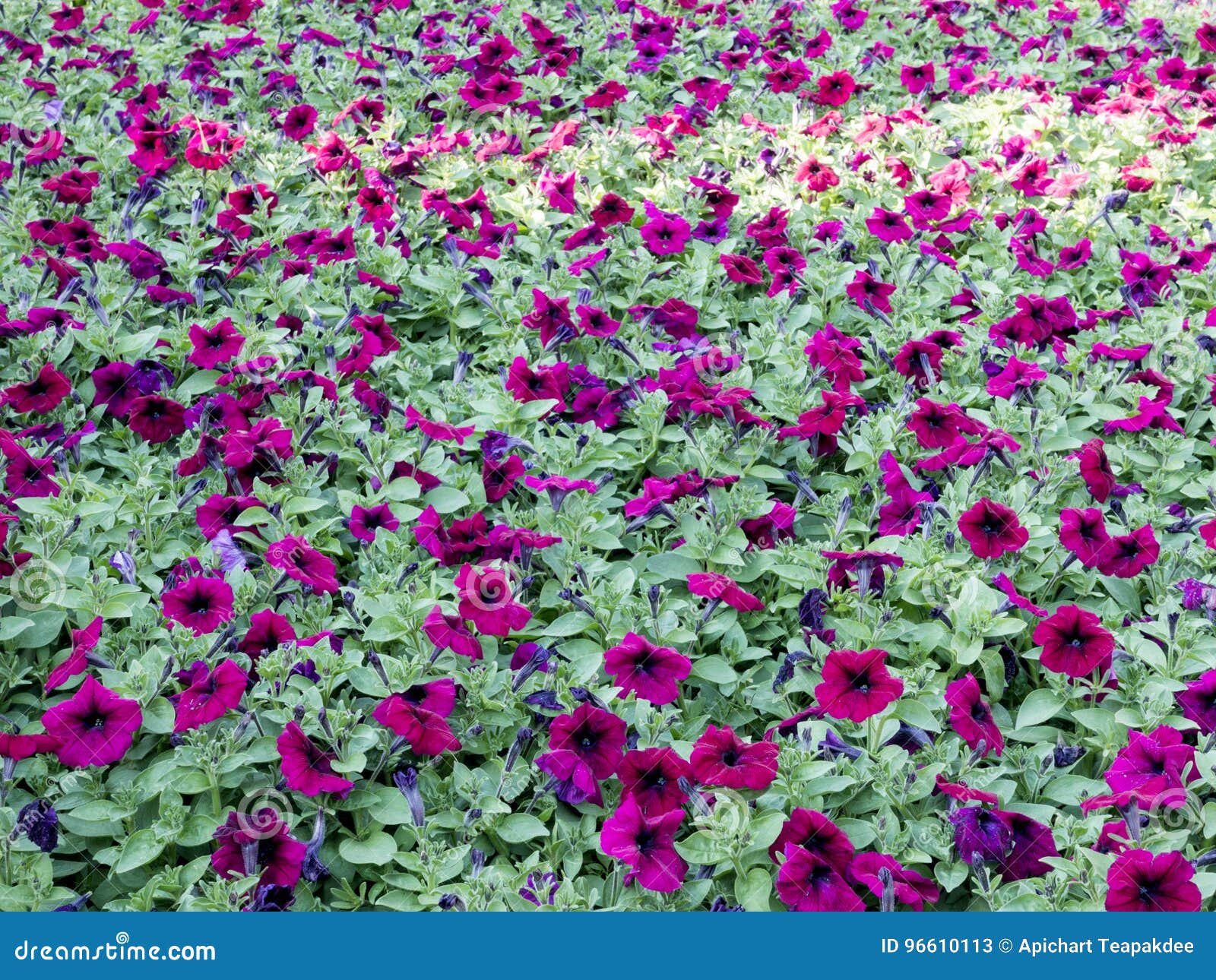 Purple flowers stock image. Image of floral, purple, nature 96610113