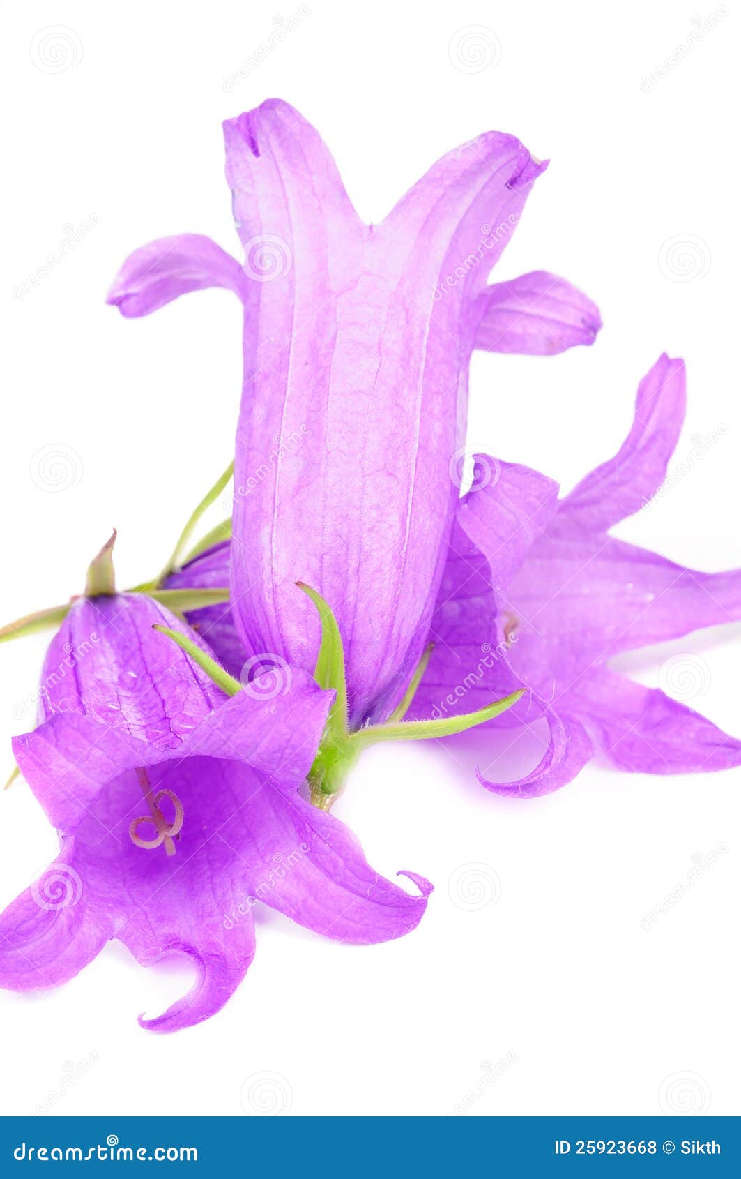 purple flowers of giant bellflower