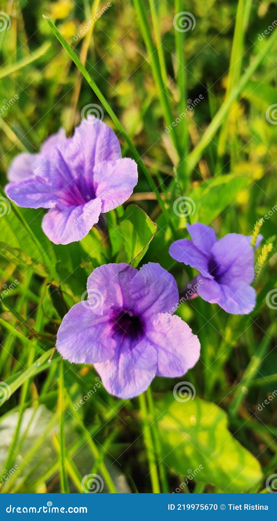 Purple Flowers among the Grass Stock Photo Image of shrub, herb