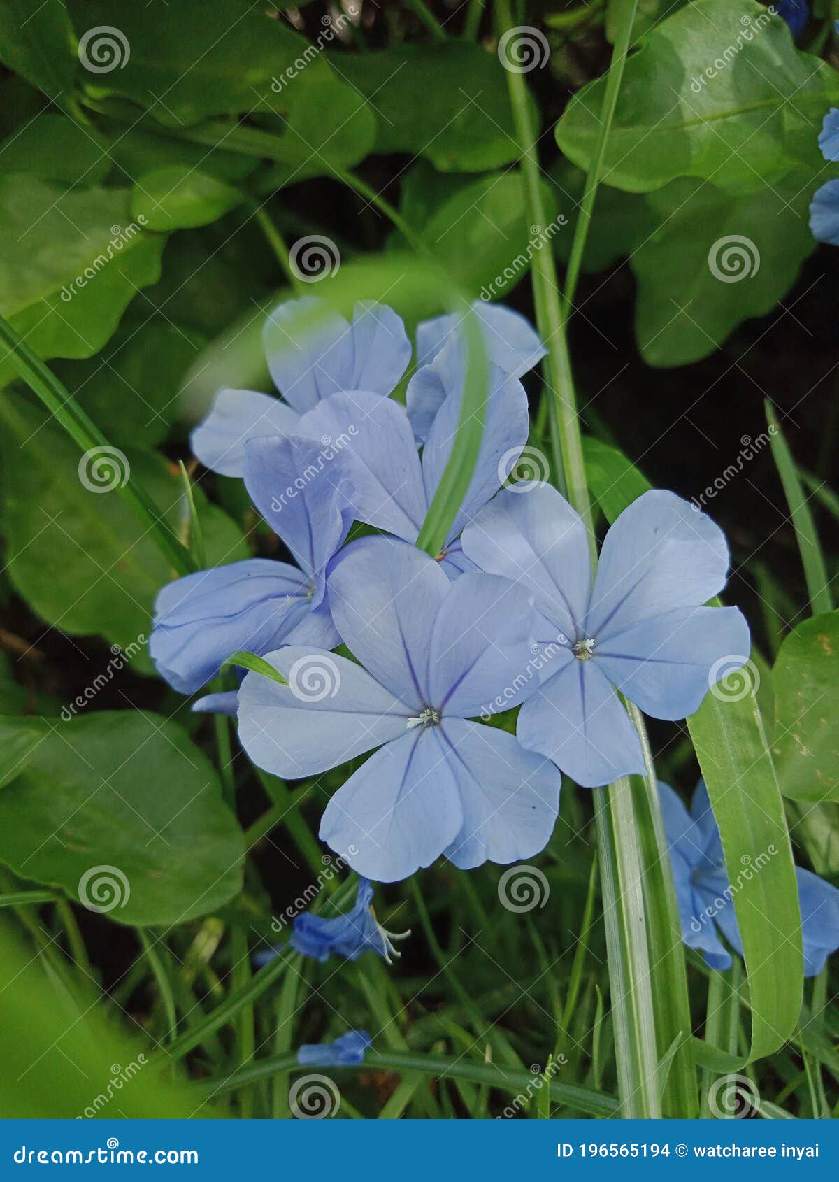 My Image 28