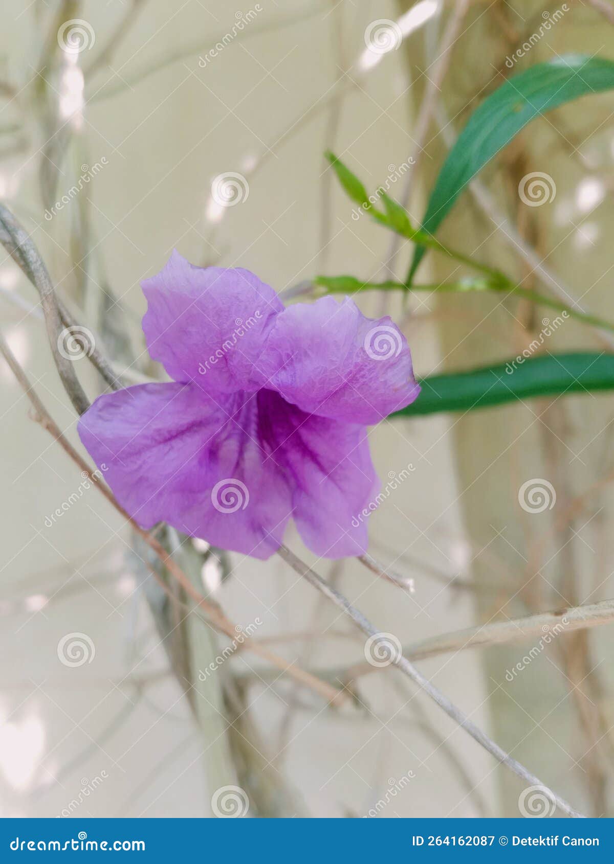 Purple Flowers that Grow Vines on the Wall Stock Image Image of grow
