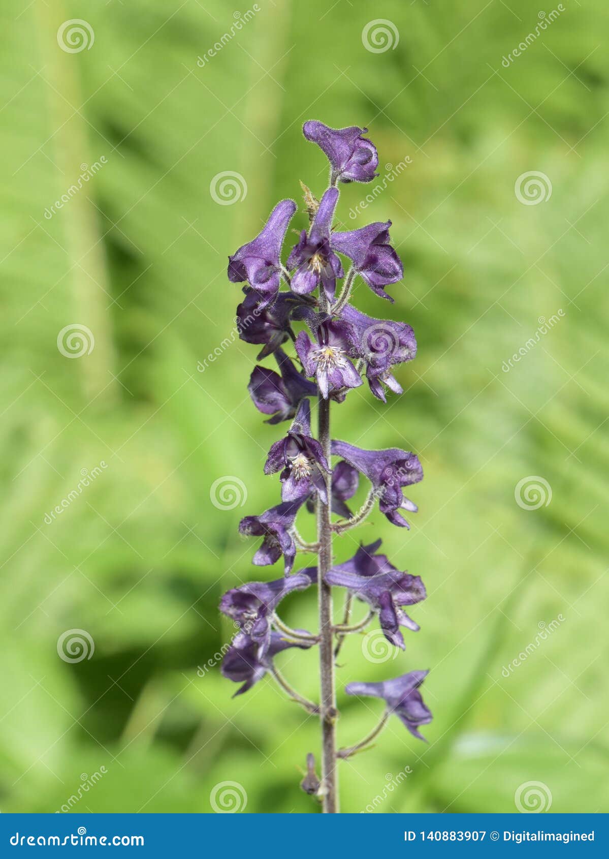 wolfsbane flowers wolfsbane flowers