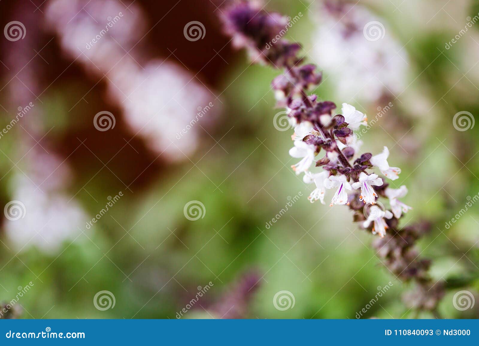 Purple Flowers on Holy Basil Plants Stock Image Image of flower