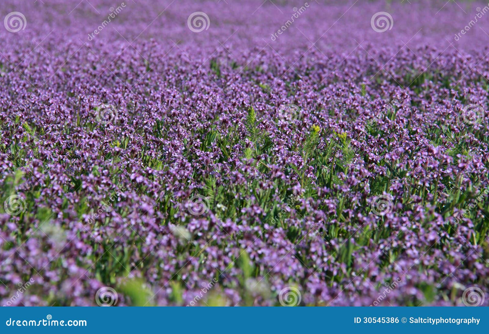 Utah Purple Flowers stock photo. Image of pretty, bloom 30545386