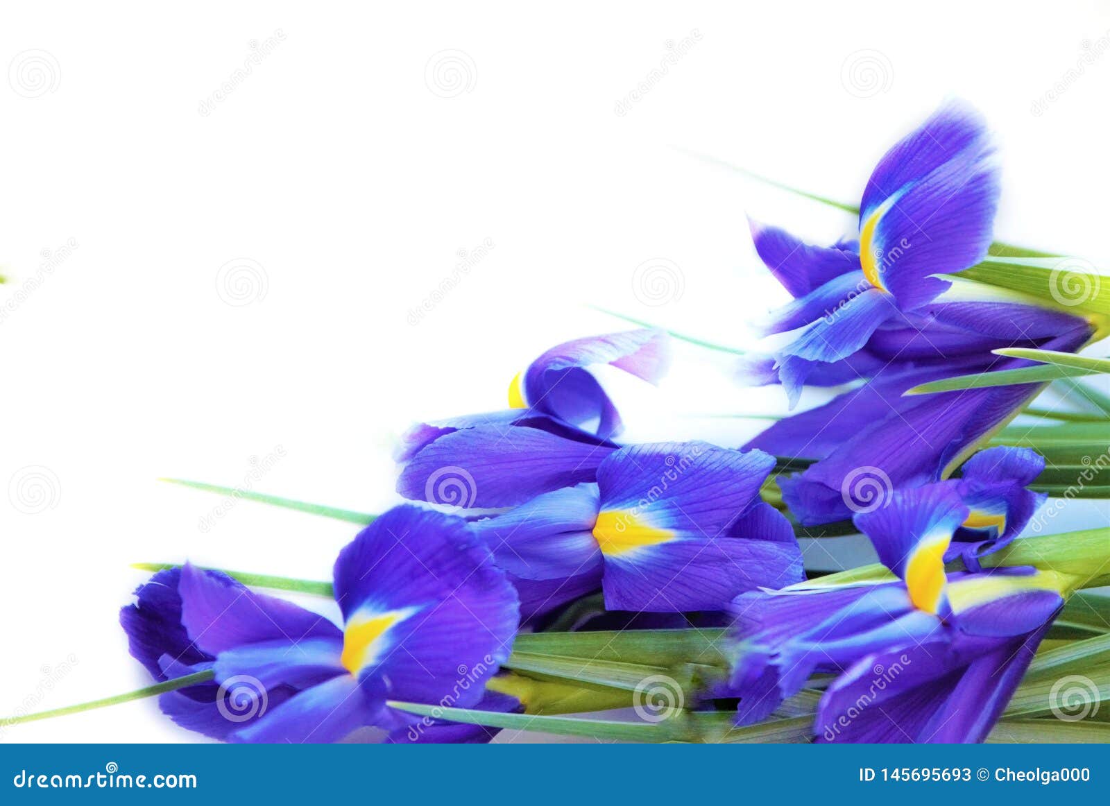 Purple flowers of irises stock image. Image of card - 145695693