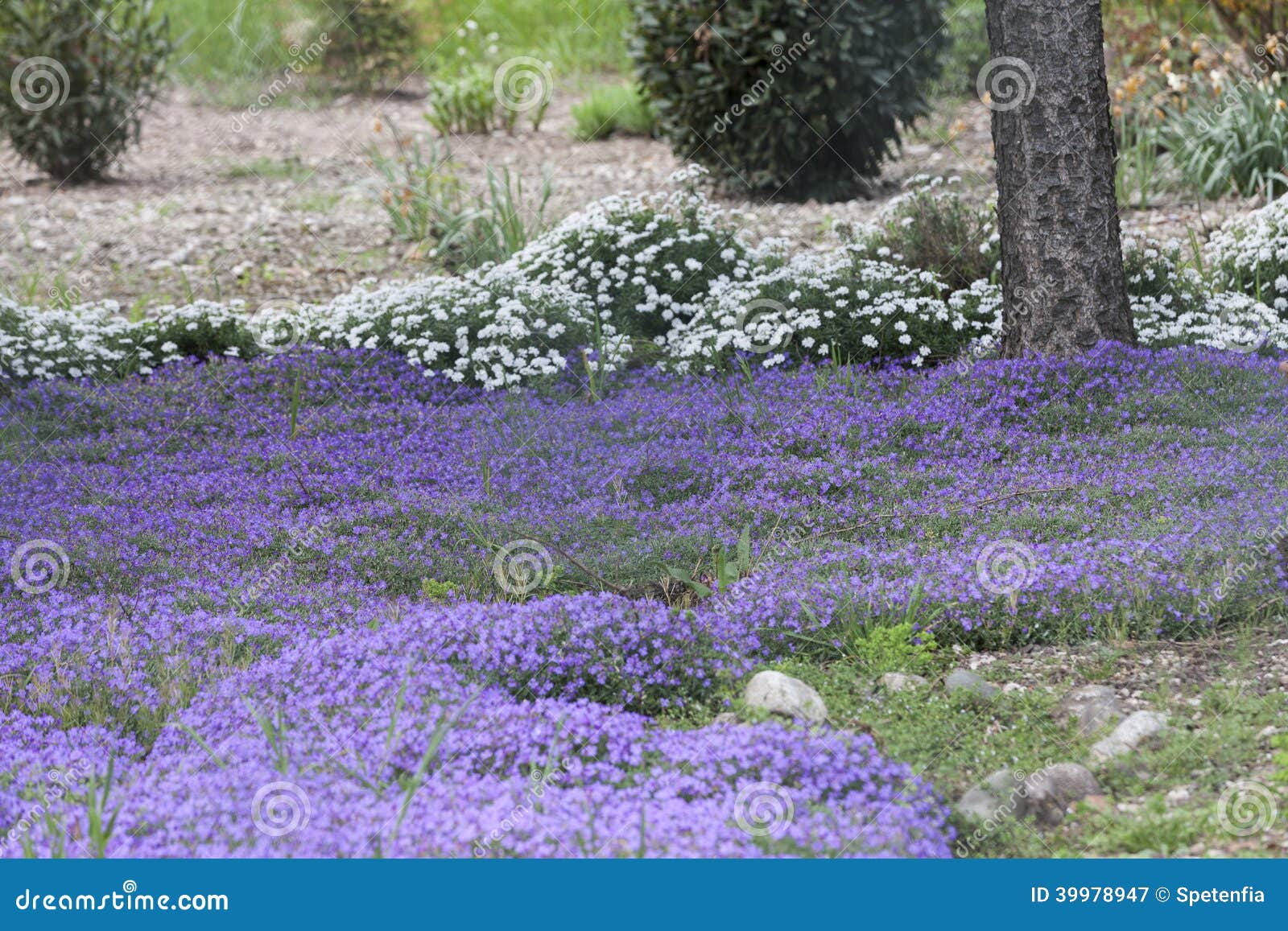 purple flowers in grass purple flowers in grass