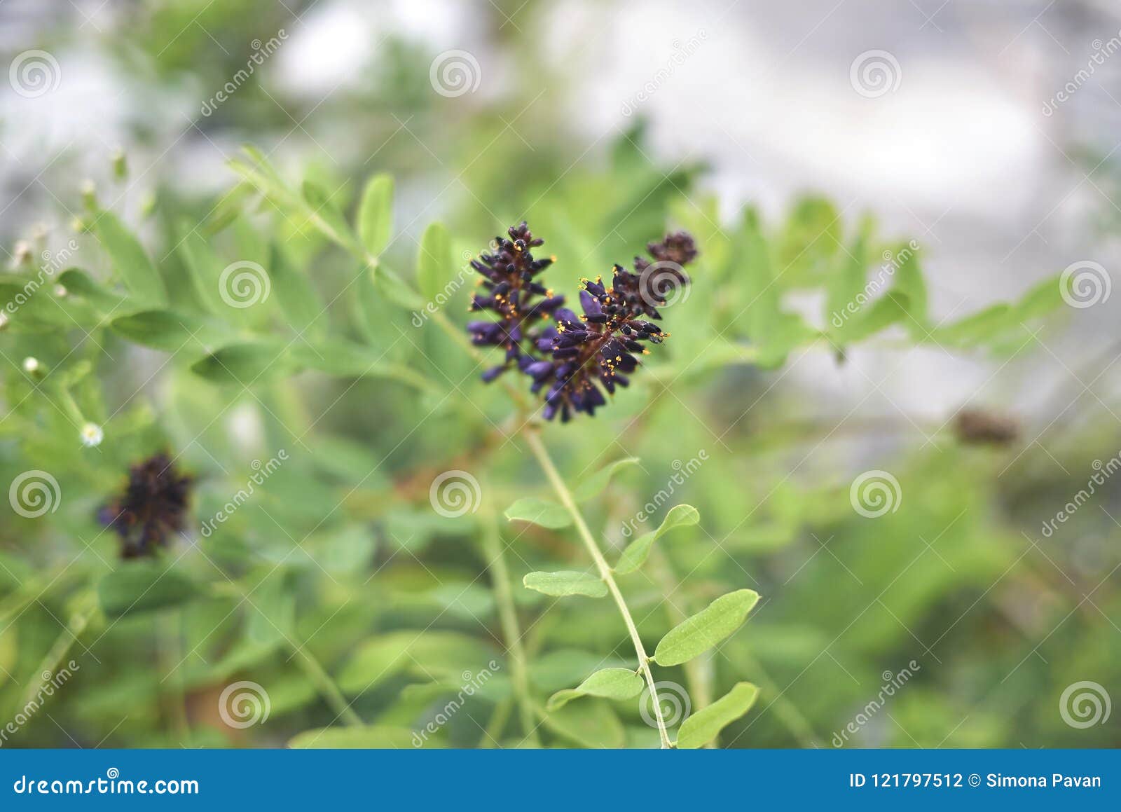 close up amorpha fruticosa plant