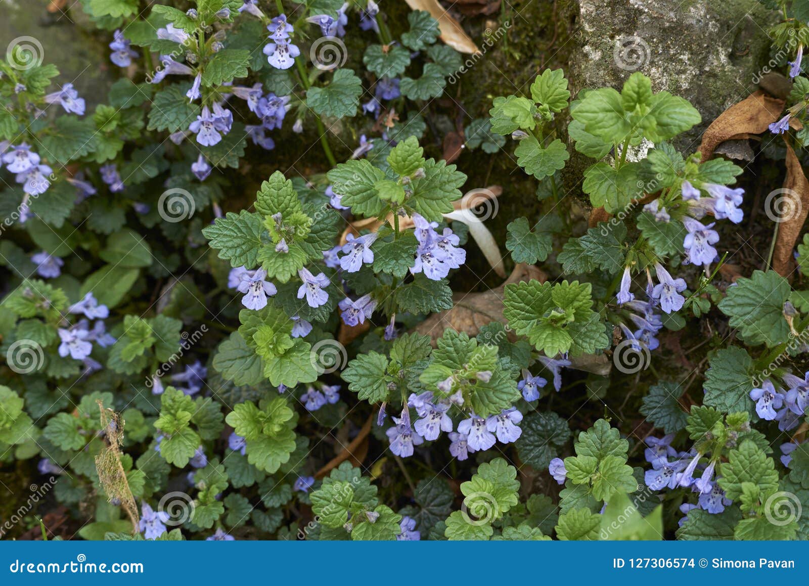 purple flowers and leaves of glechoma hederacea