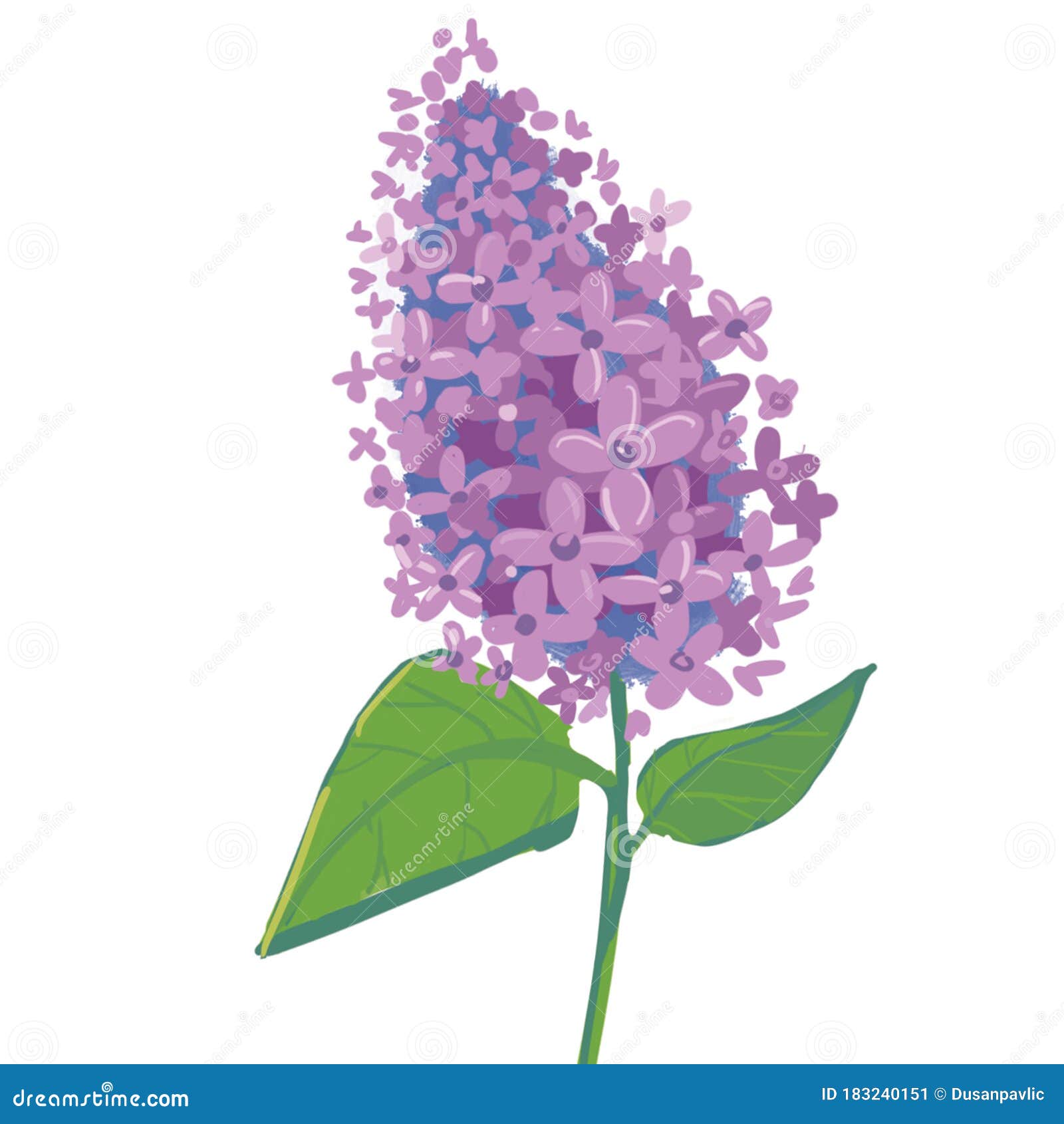 Purple Flowers of the Lilac Plant Stock Illustration - Illustration of ...