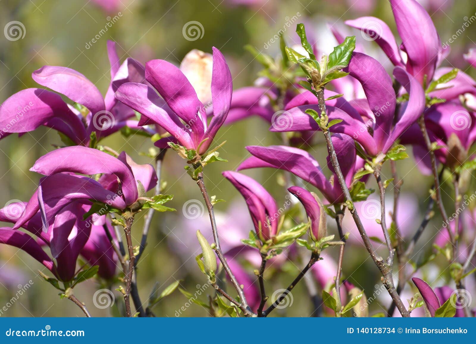 purple flowers of a lily magnolia magnolia liliiflora desr. close up