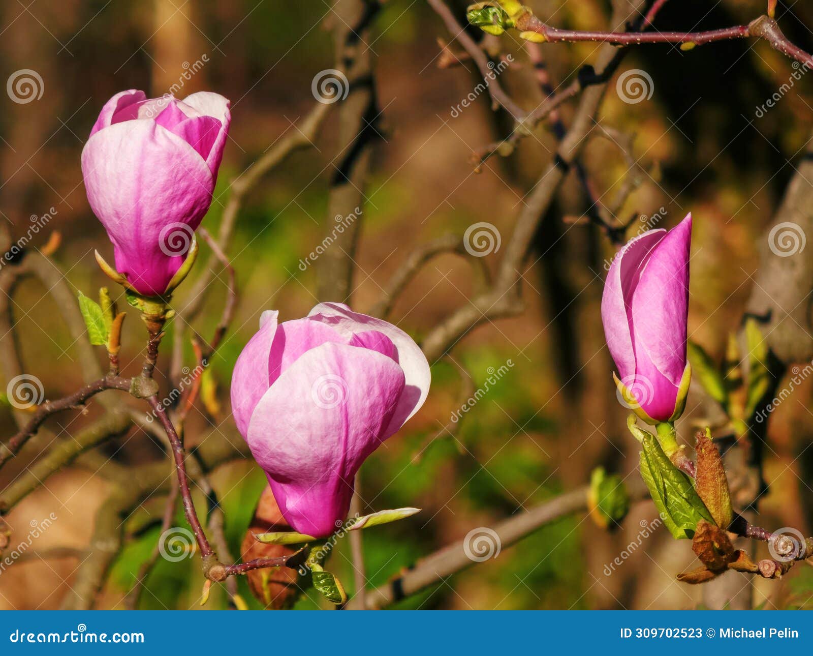 purple flowers of magnolia liliiflora blooming on the branch