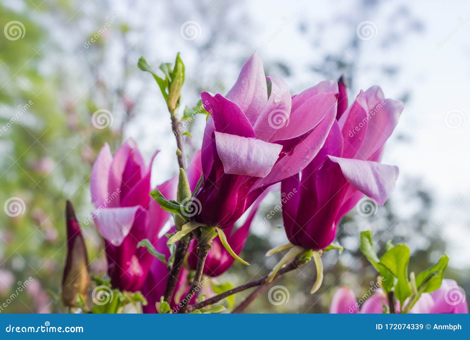 purple flowers of magnolia liliiflora, closeup on a blurred background