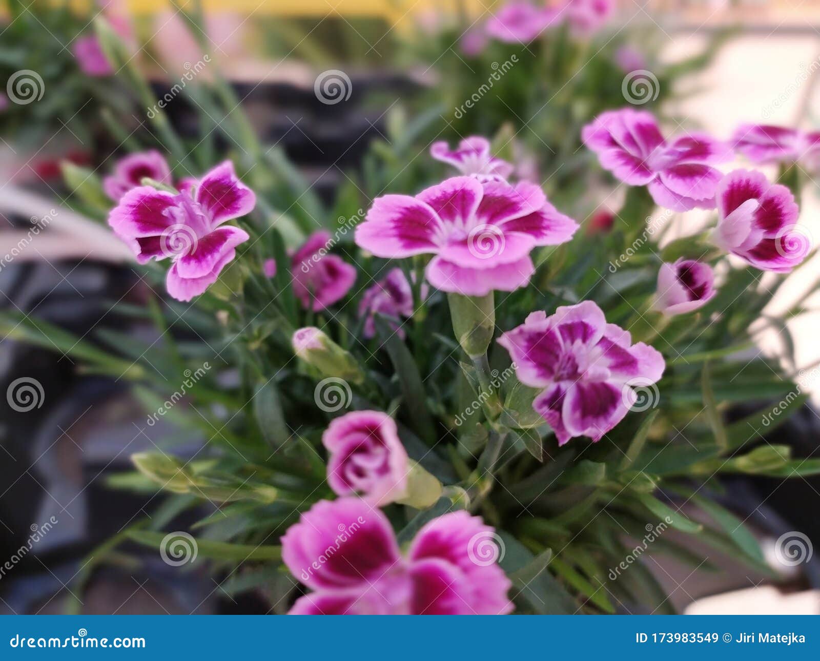 Red Mini Carnation Marigolds Dianthus Deltoides Is A Lowgrowing