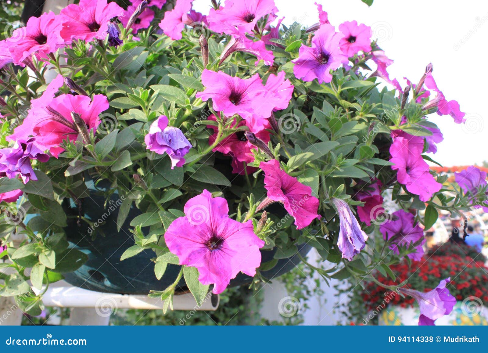 Purple Flowers in Miracle Garden Dubai Stock Photo - Image of colorful ...