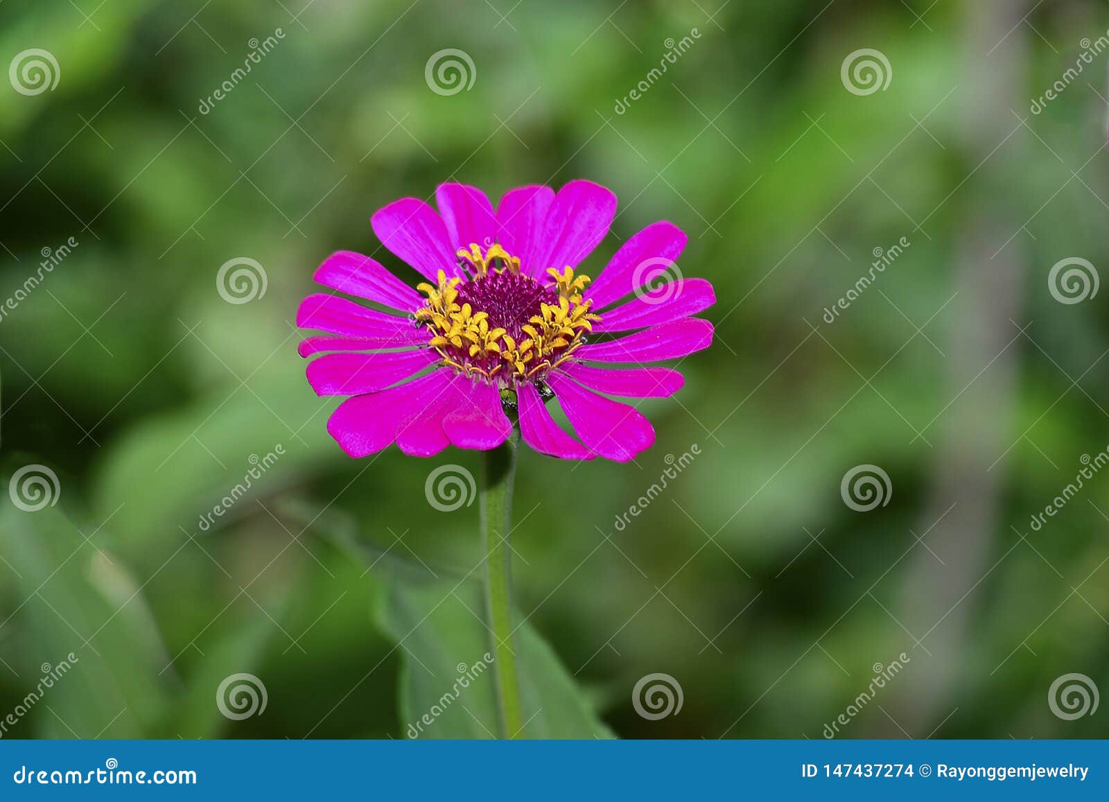 Purple Flowers Are Naturally Beautiful. Eye Comfort Stock Photo - Image ...