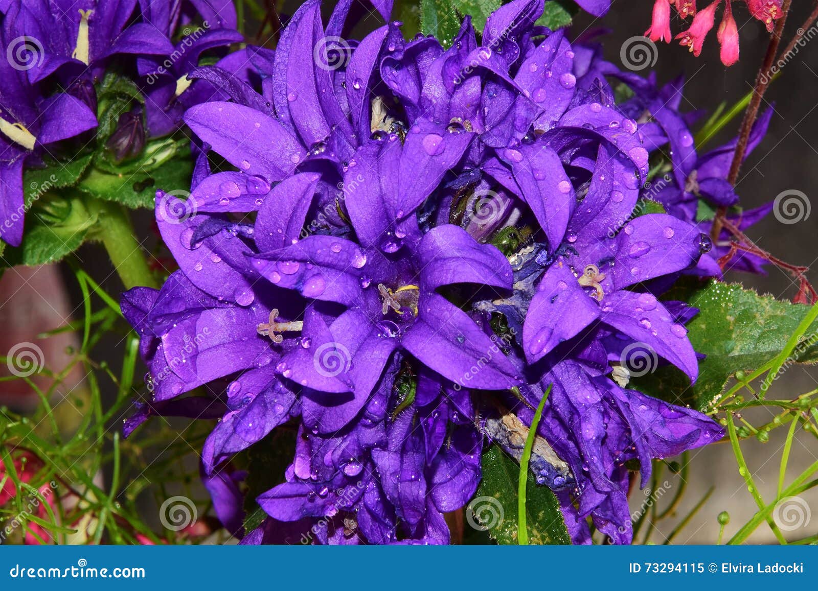 Purple flowers stock image. Image of colorful, gazanias 73294115