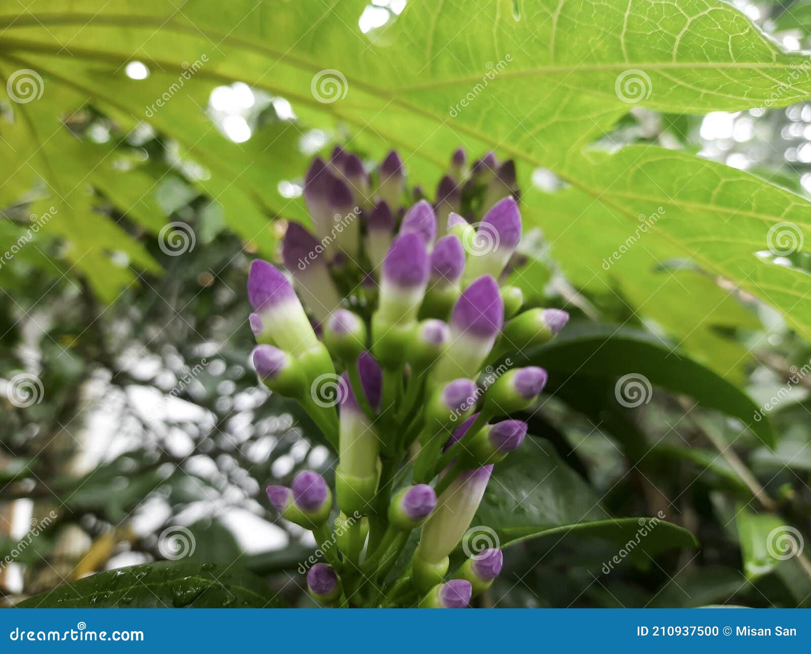Purple Flowers are Not yet Blooming Stock Photo Image of decoration