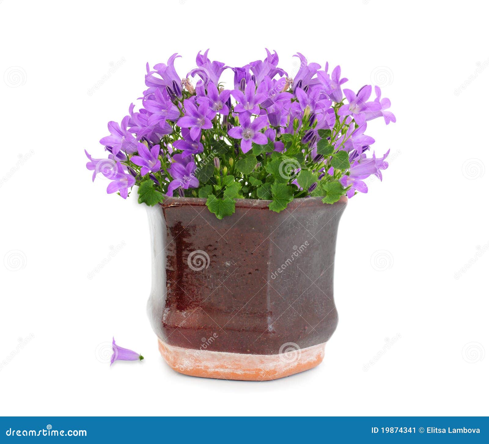 Purple flowers in pot stock image. Image of color, floral 19874341