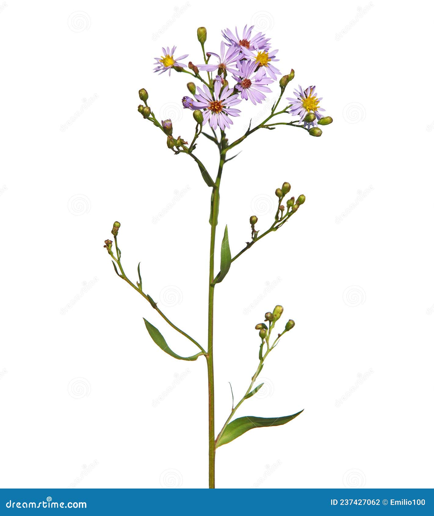 Purple Flowers of Sea Aster Isolated on White, Tripolium Pannonicum ...