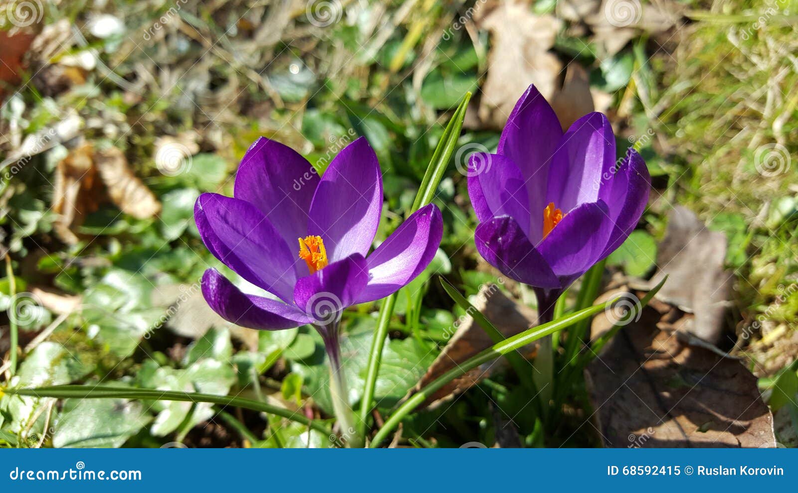 Purple Flowers Spring stock image. Image of beautiful 68592415