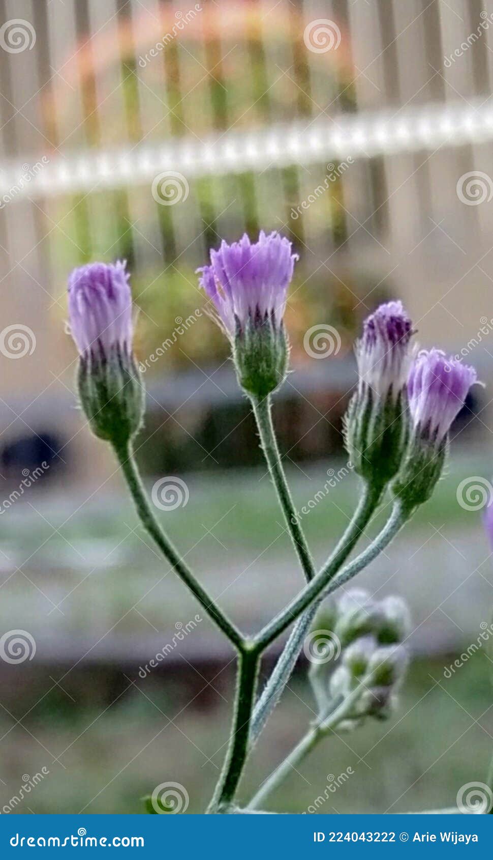 Purple Flowers that Start To Bloom in Summer Stock Photo Image of