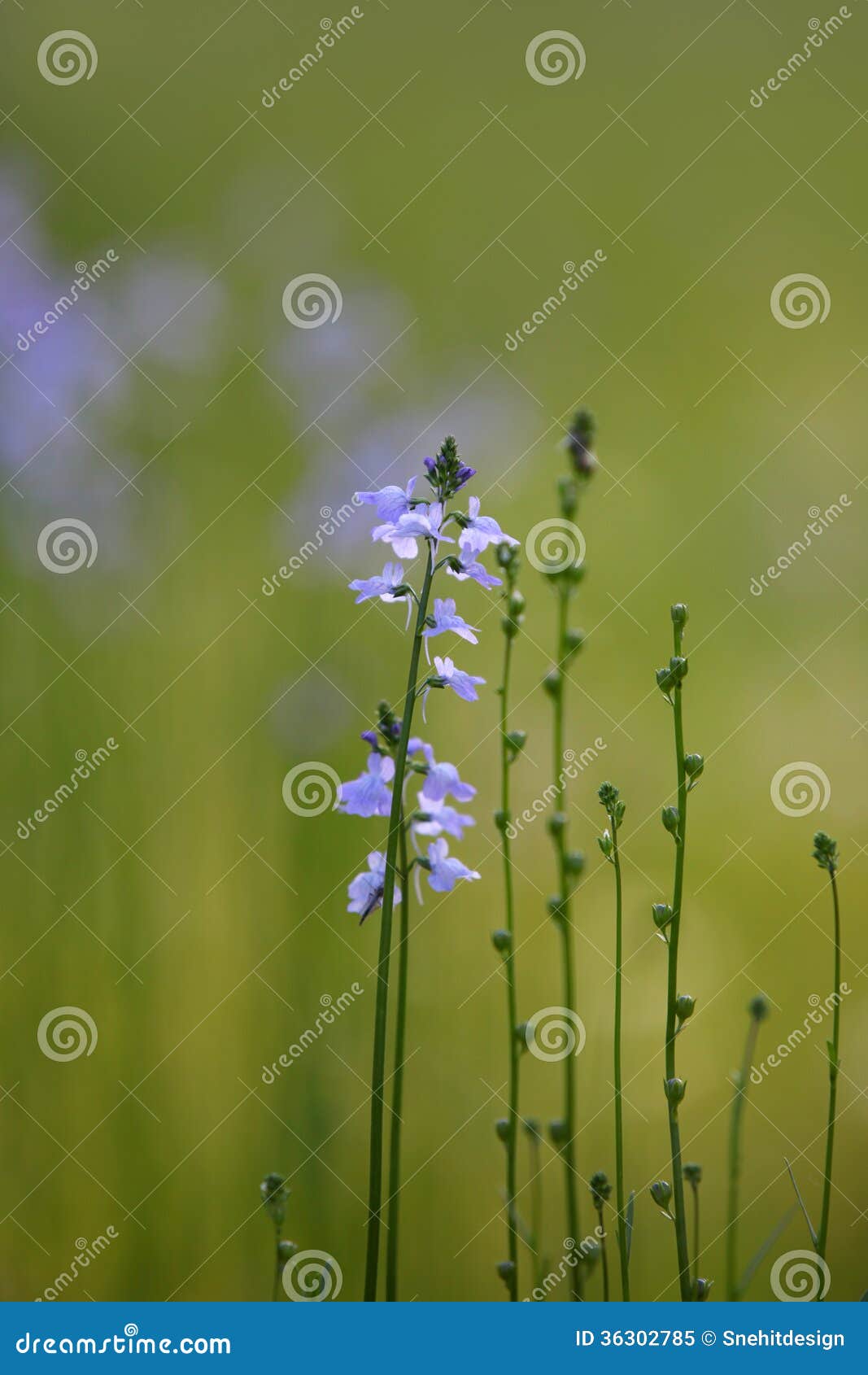small purple flowers in grass
