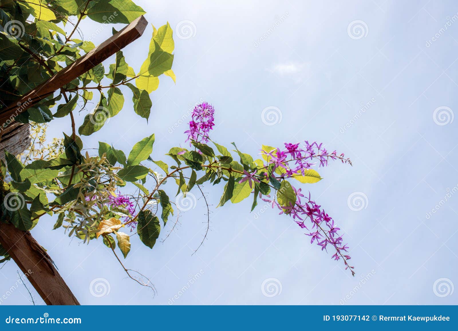 Purple Flowers on Trellis at Sunlight Stock Photo Image of garden, asia 193077142