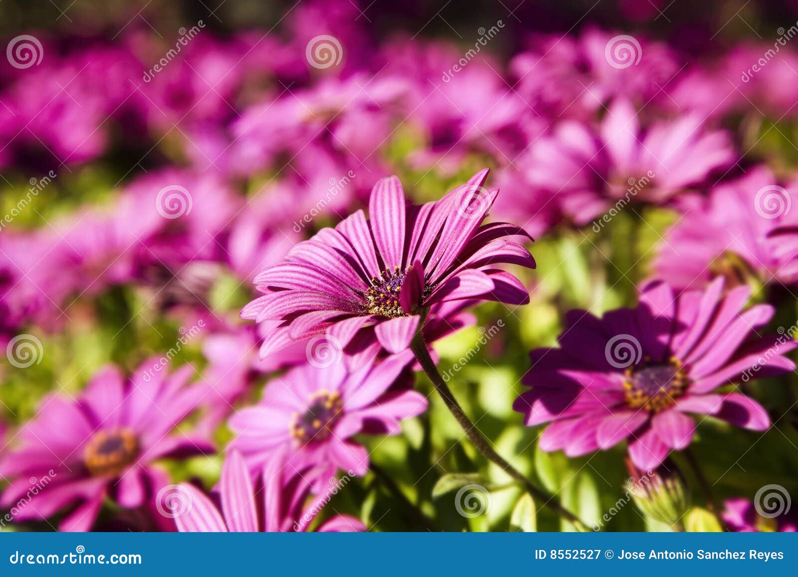 Purple Flowers Under the Sun Stock Image Image of elegant, freshness