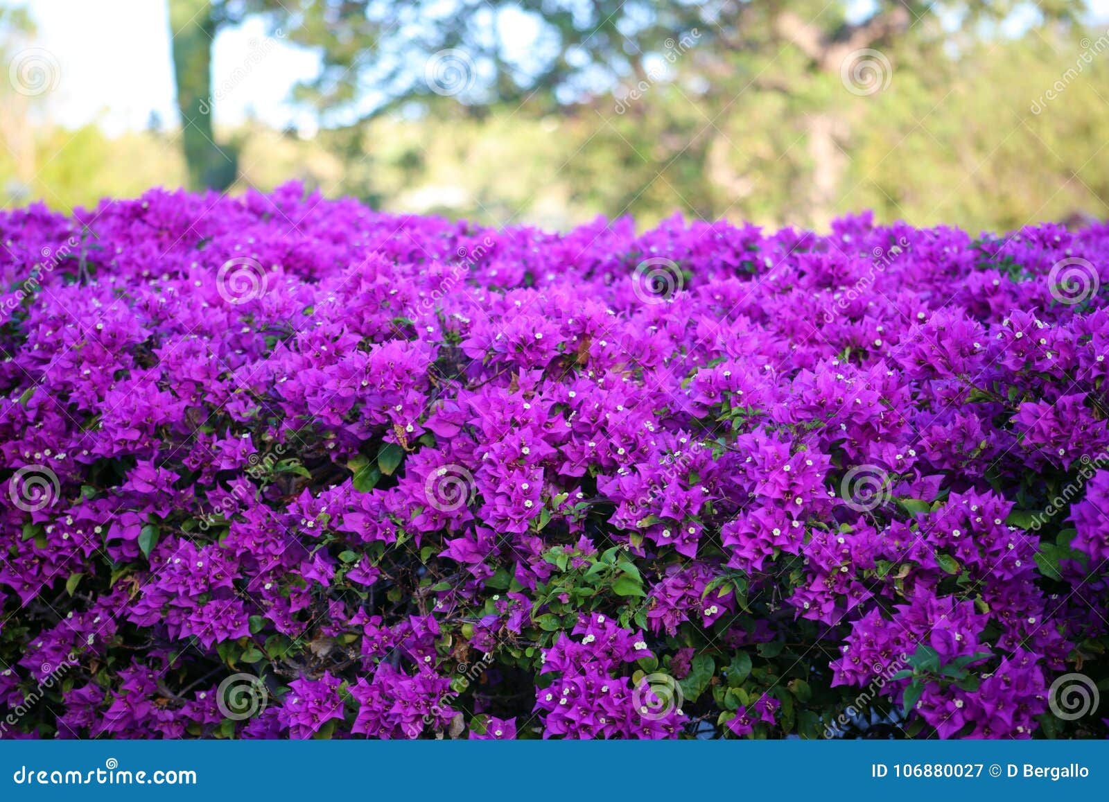 purple flowers violet flores purpura violetas 50 megapixels picture