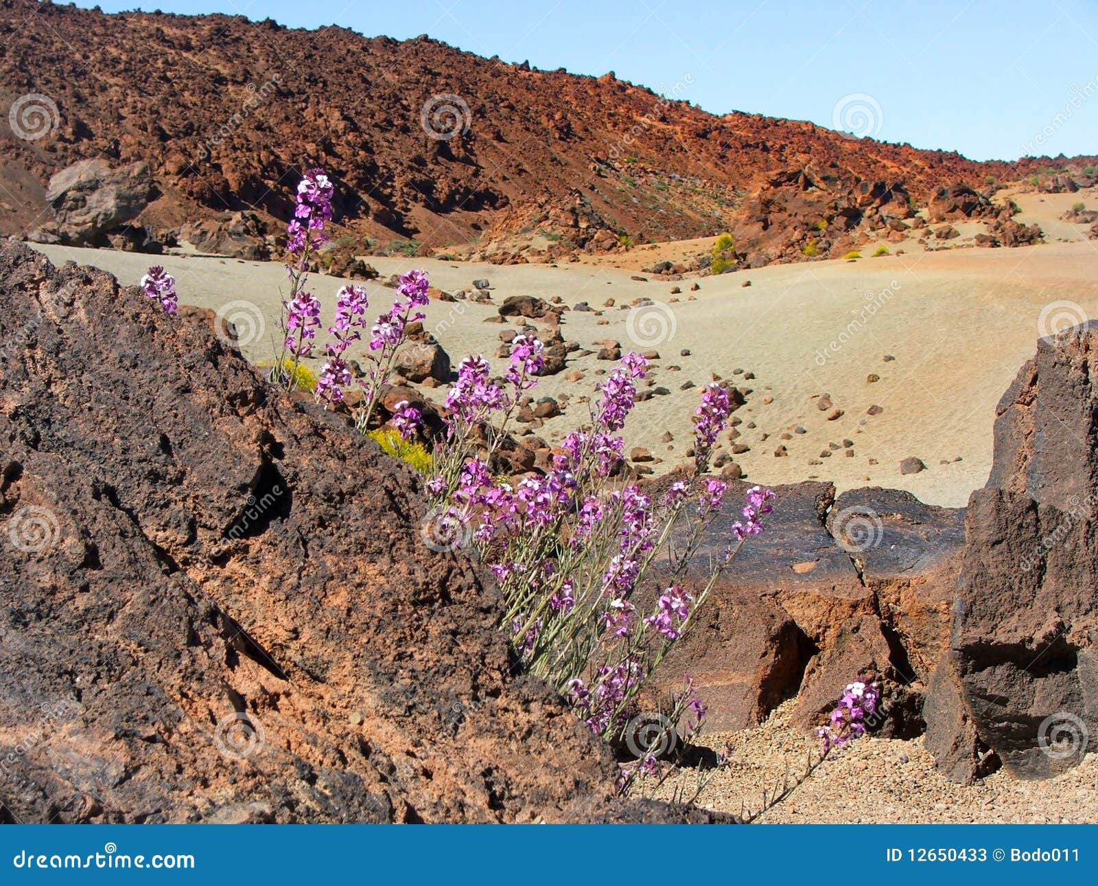 Purple Flowers on the Volcano Stock Image Image of mountain, tenerife