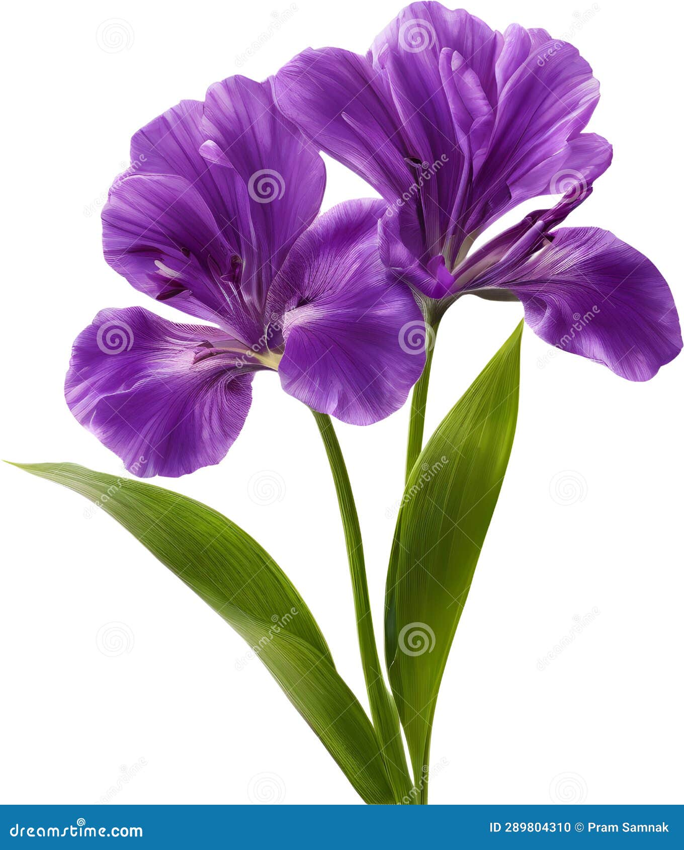 purple flowers lorem ipsum dolor sit amet. ai- generated