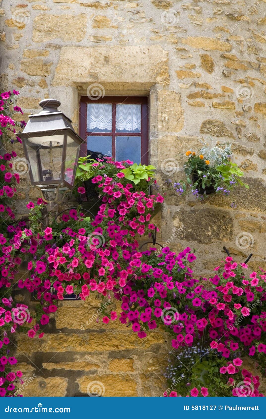 Purple flowers by a window stock image. Image of flowers - 5818127