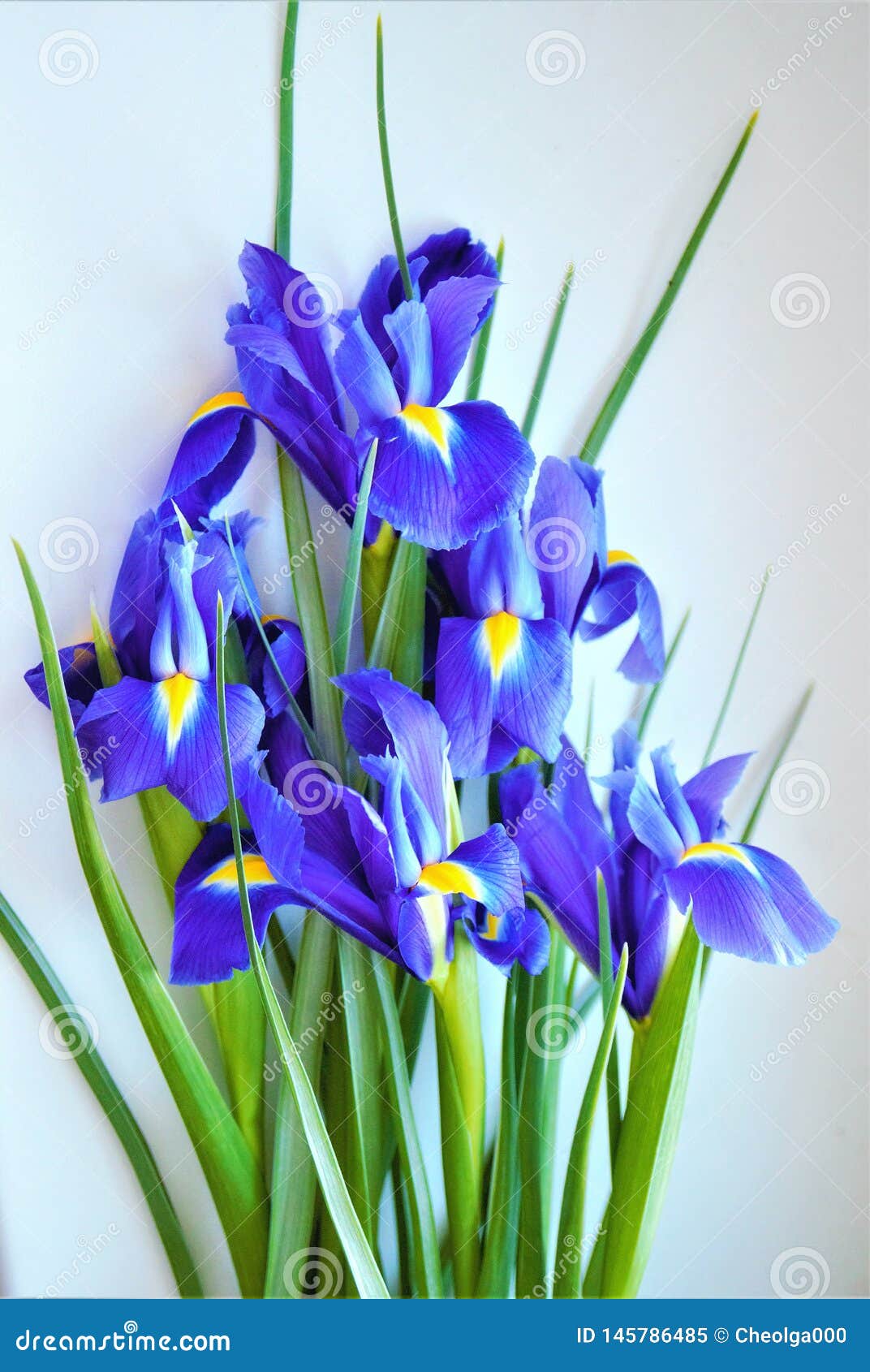 Purple flowers of irises stock image. Image of garden - 145786485
