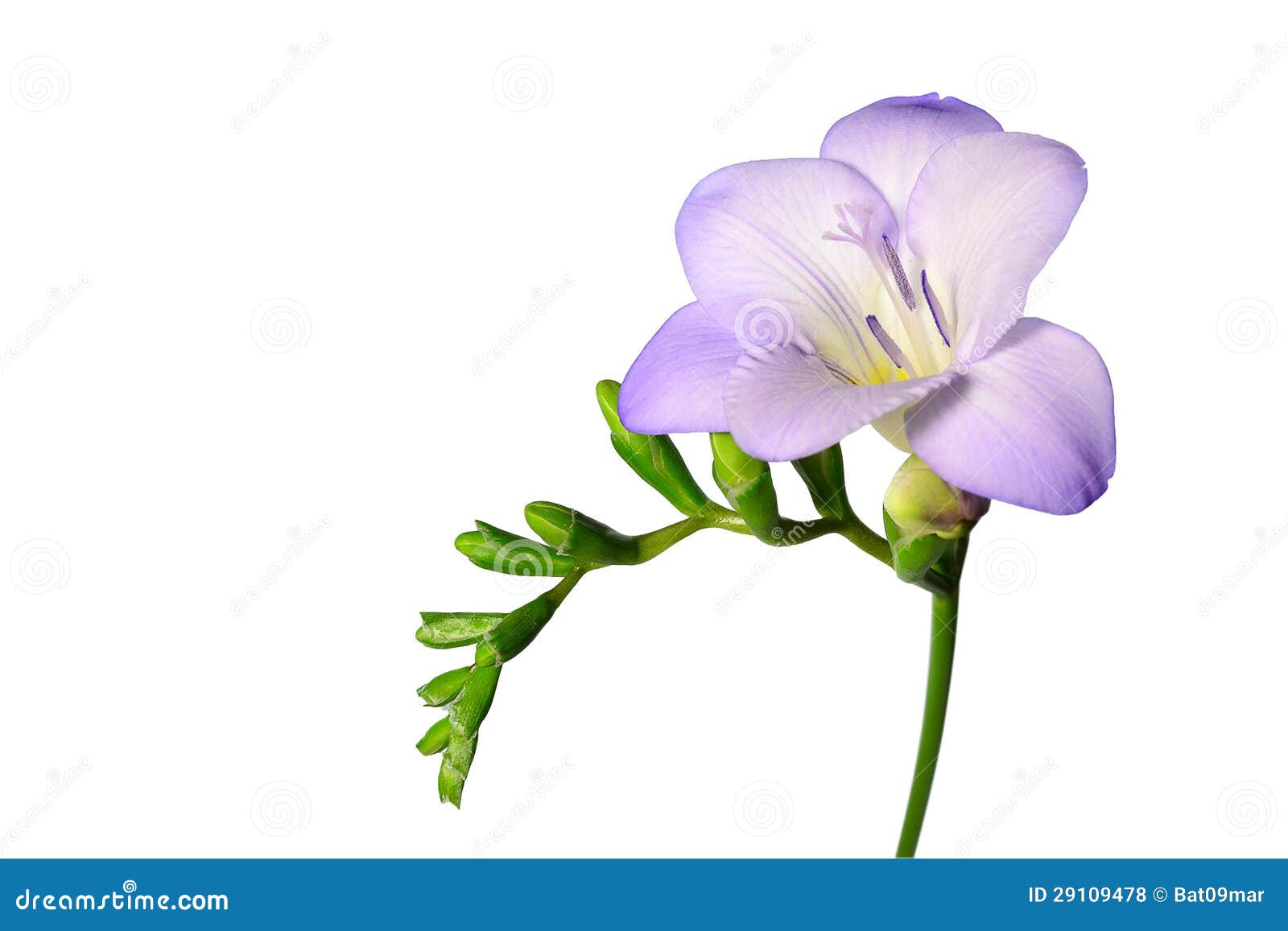 1,019 Purple Freesia Flower Isolated White Stock Photos - Free & Royalty-Free  Stock Photos from Dreamstime