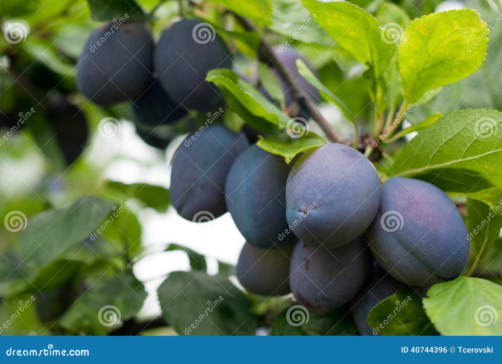 download prune plum download prune plum