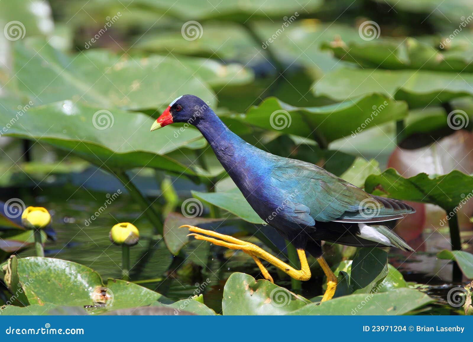 Purple Gallinule Walking on Lily Pads Everglade Stock Photo Image