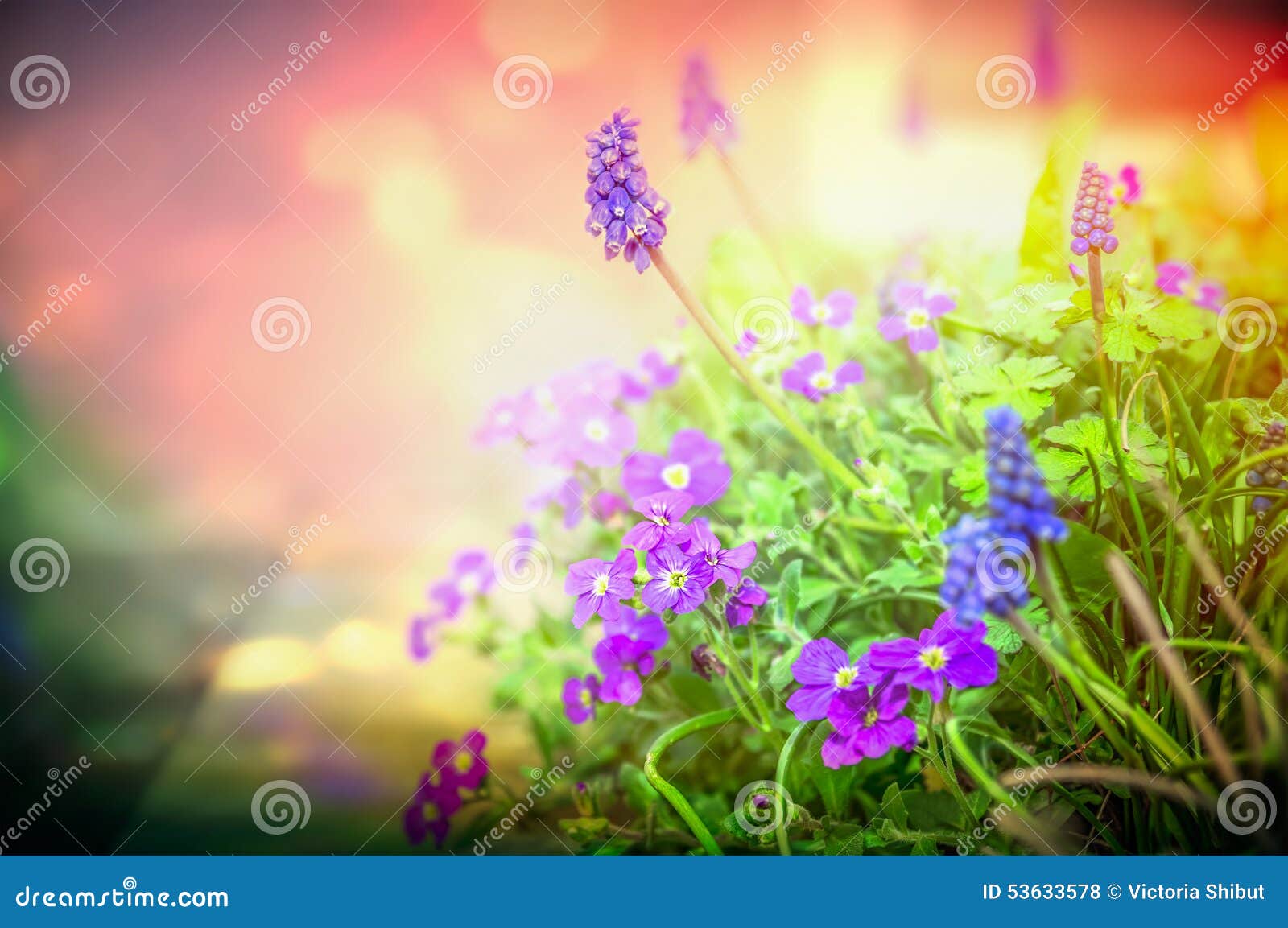 Garden Flowers purple garden flowers in back light on blurred nature background Garden Flowers purple garden flowers in back light on blurred nature background