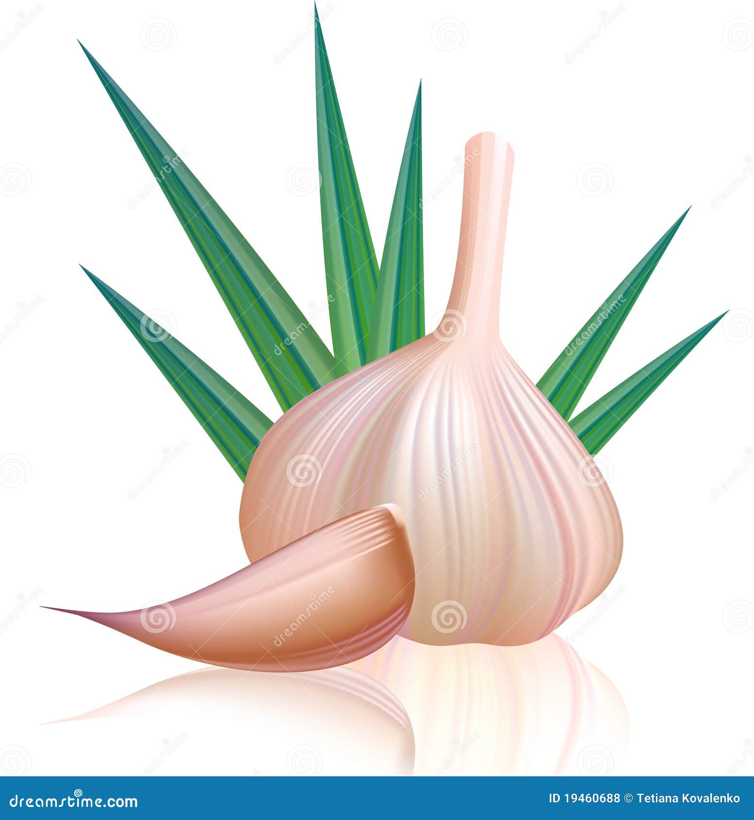 Purple garlic with clove. stock vector. Illustration of objects 19460688