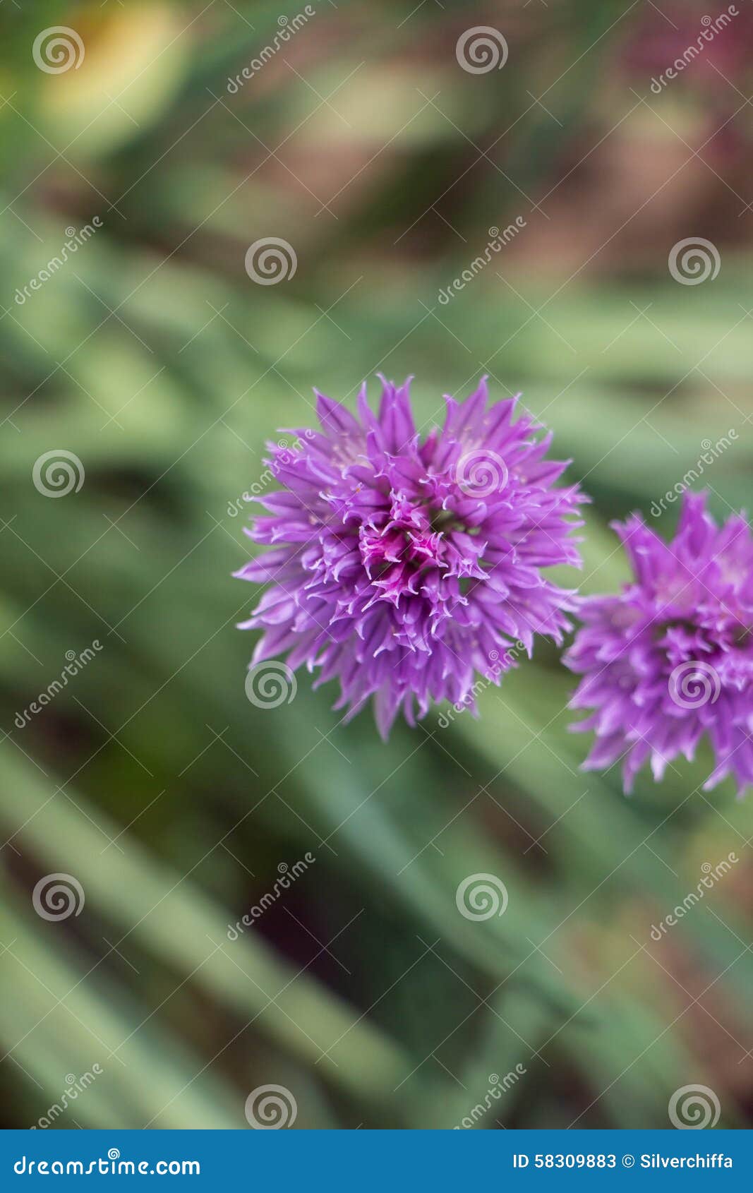 Purple garlic flowers stock image. Image of decoration 58309883