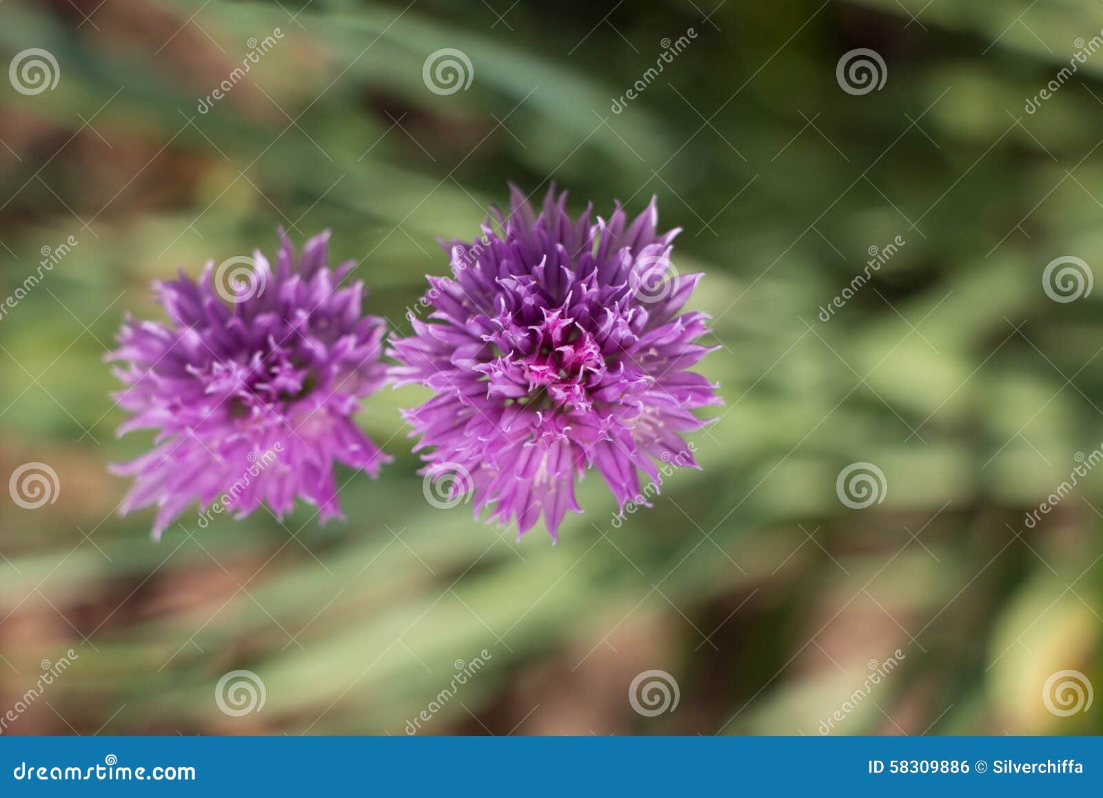 Purple garlic flowers stock photo. Image of macro, grass 58309886