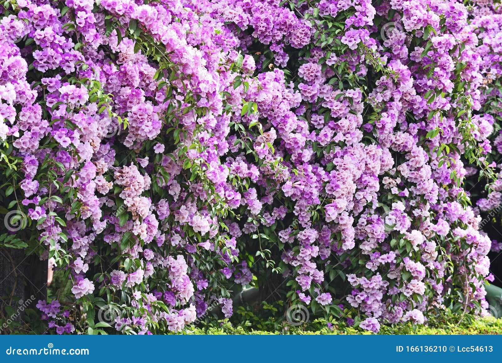 Purple Garlic Vine stock photo. Image of bright, bloom 166136210