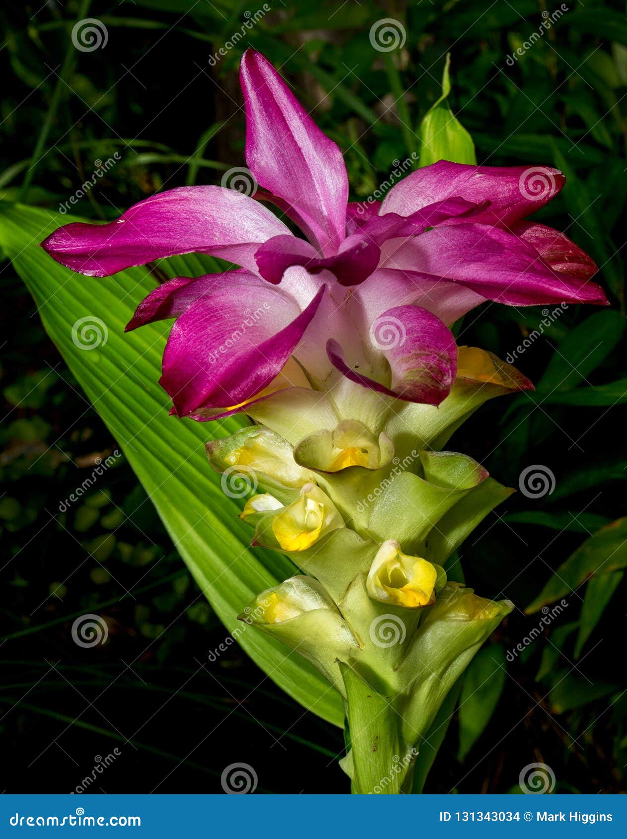 Purple Ginger Plant A Macro Shot In Garden Stock Photo