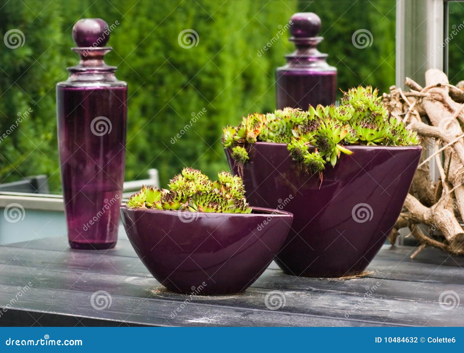 Purple Glass Bottles and Vases with Plants Stock Photo Image of life