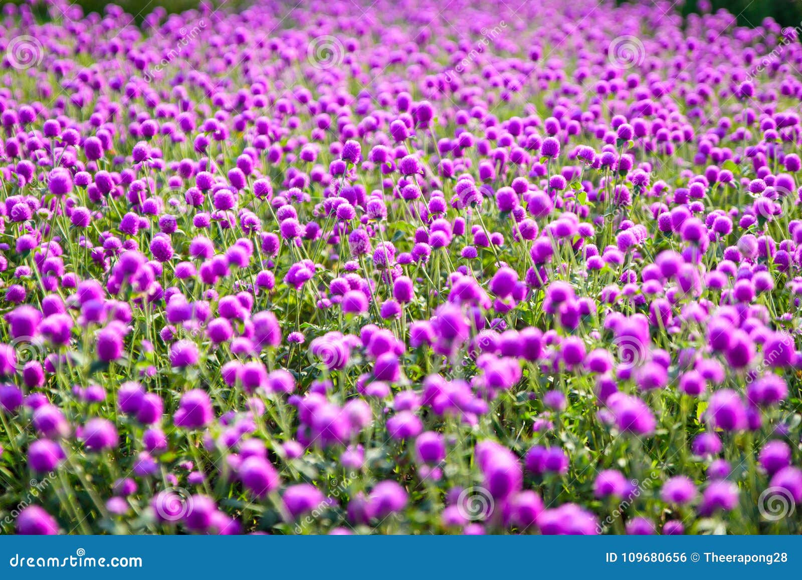 Purple `Globe Amaranth` Flower or Bachelor Button, Globe Flower Stock