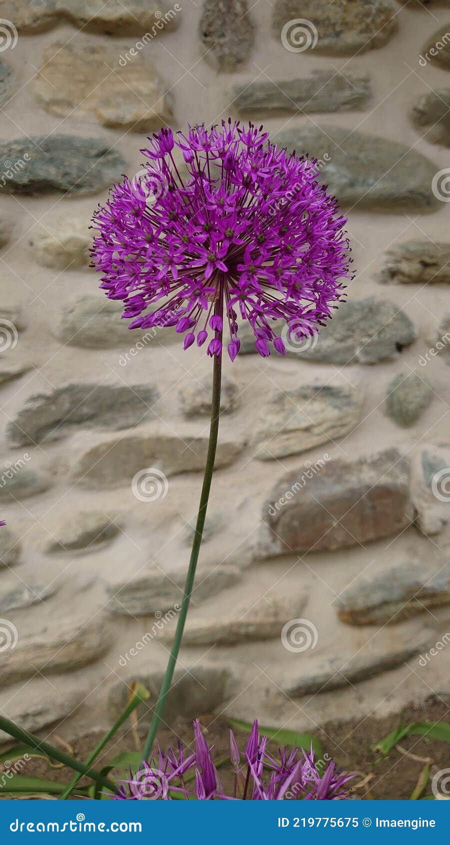 Purple Globe Like Flowers in Full Bloom Stock Image Image of green
