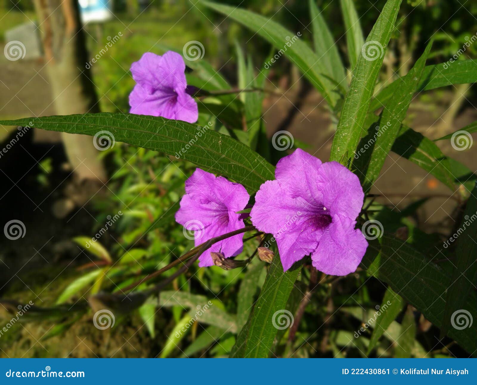 Purple Golden Flower always Faces the Sun Stock Image Image of flower