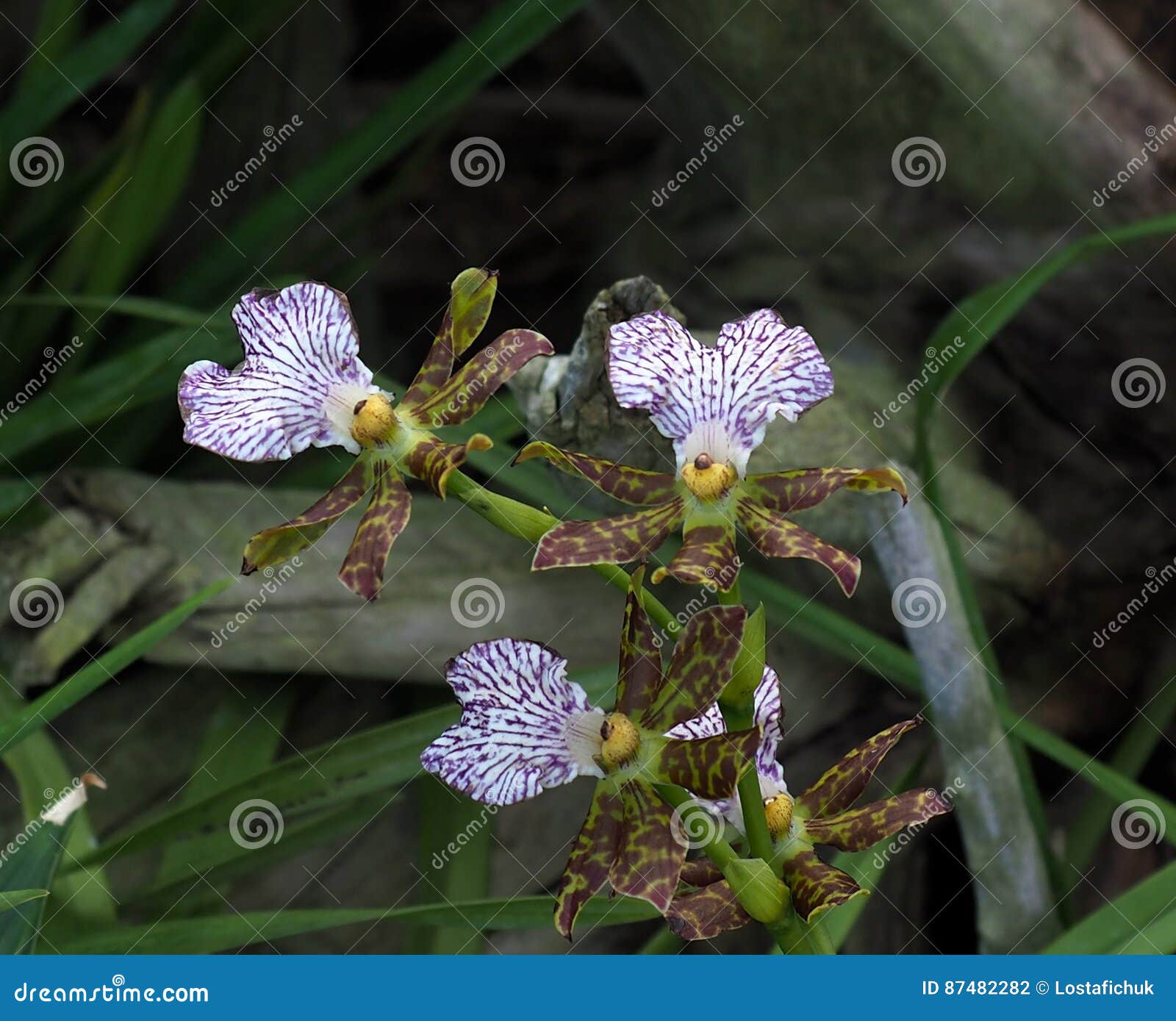 Purple, Green and Maroon Oncidium Orchid Stock Photo - Image of purple,  maroon: 87482282